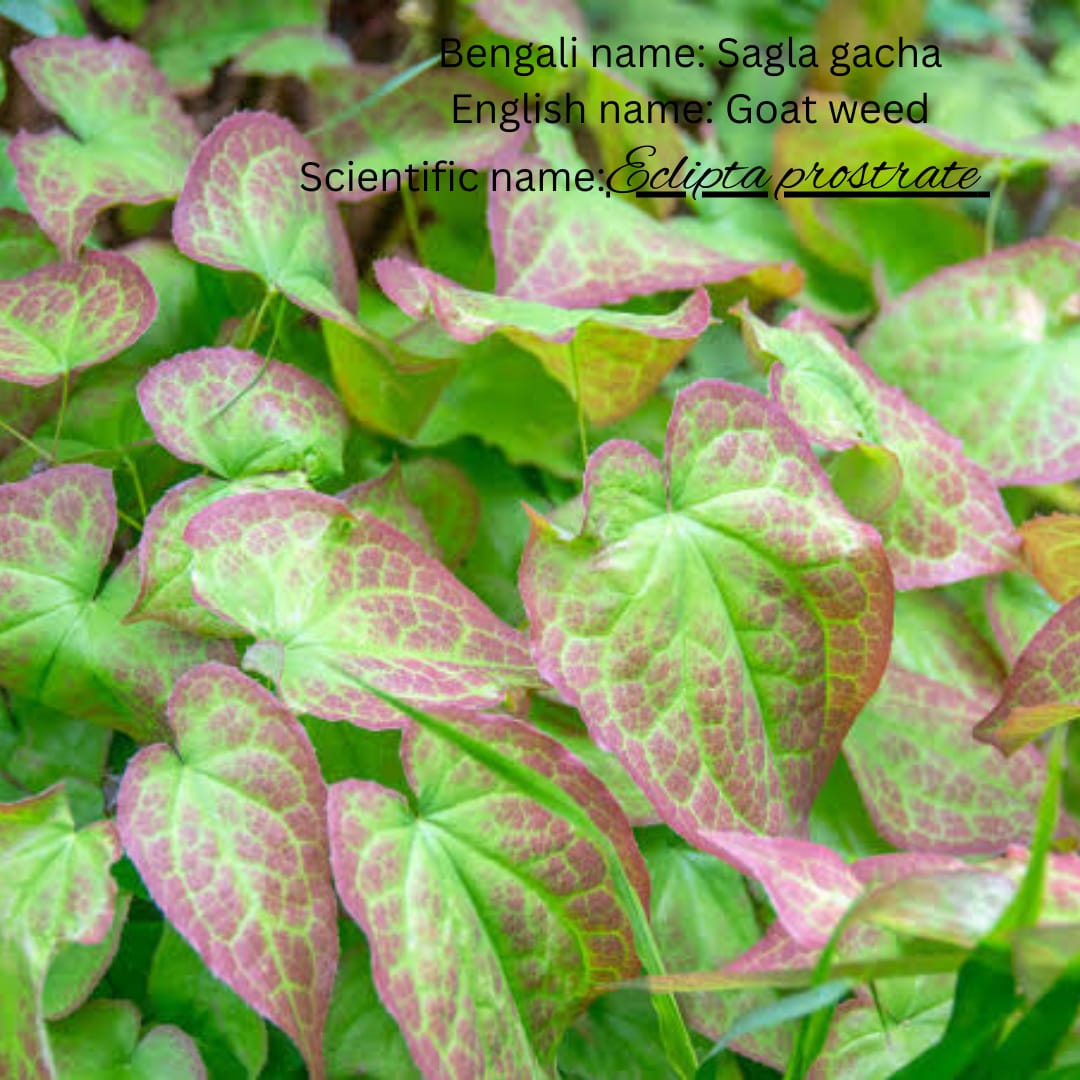Horny Goat Weed
